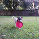 Illustration for article titled 39 *Scratchy Scratchy* Photos of Dogs